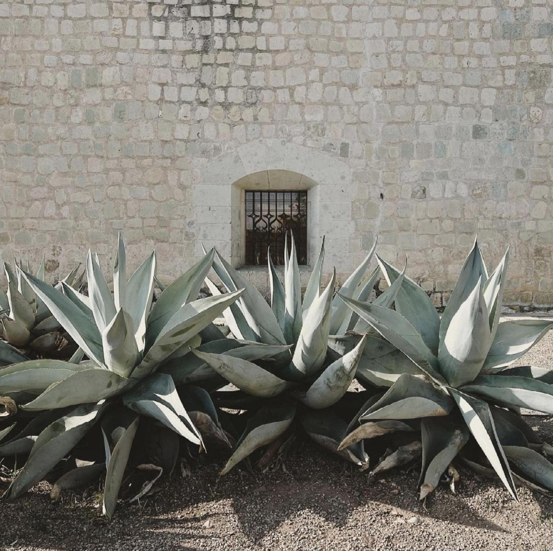 Casa Bonita Hotel & Cocina Oaxaca Eksteriør bilde
